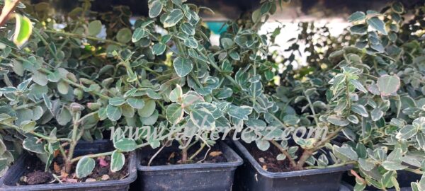 Euonymus fortunei 'Emerald'n Gaiety' - Fehértarka kúszó kecskerágó