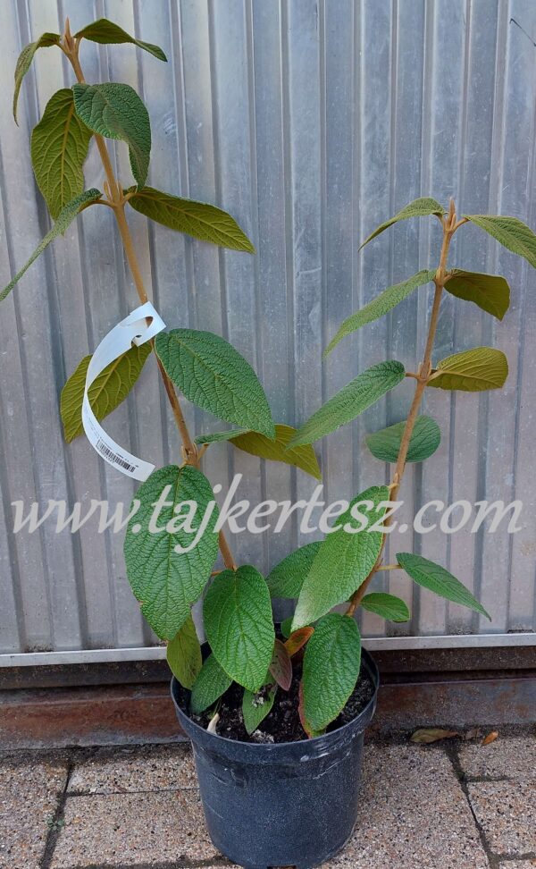 Viburnum rhytidophillum/Ráncoslevelű bangita - Image 4