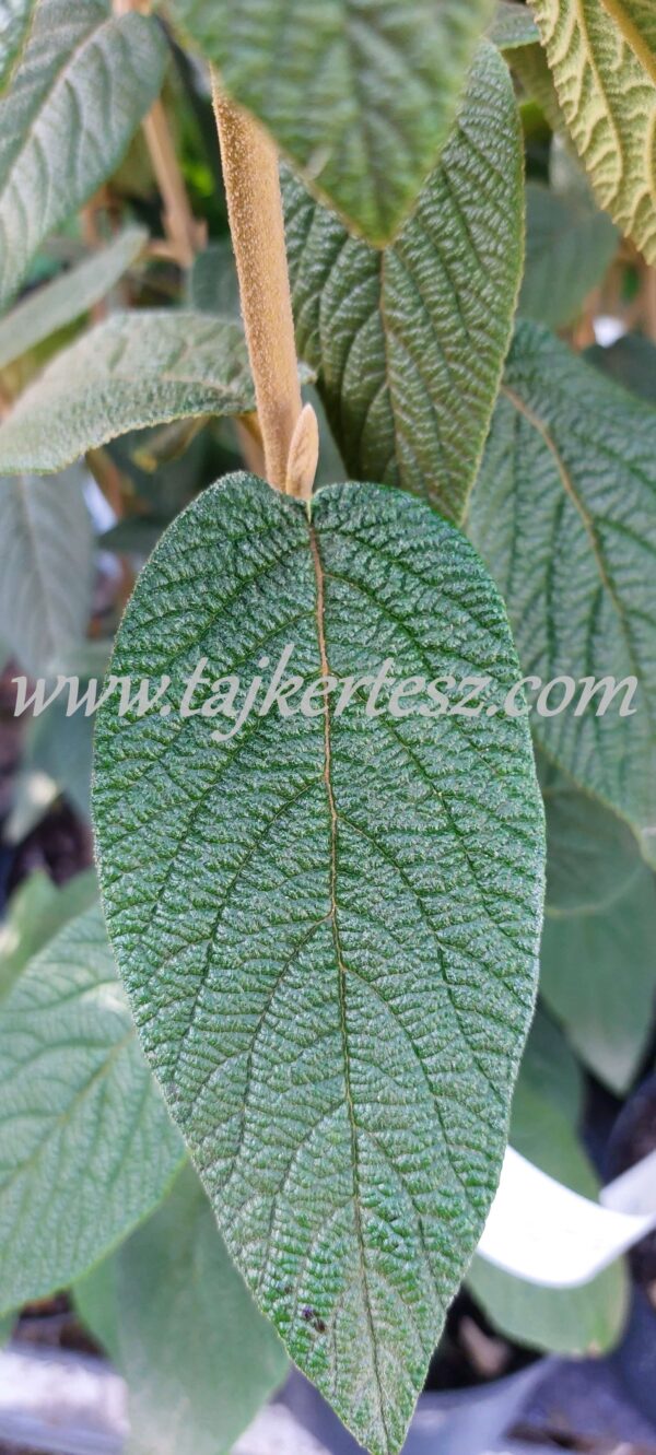 Viburnum rhytidophillum/Ráncoslevelű bangita - Image 3