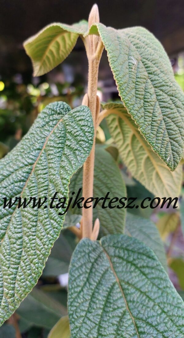Viburnum rhytidophillum/Ráncoslevelű bangita - Image 2