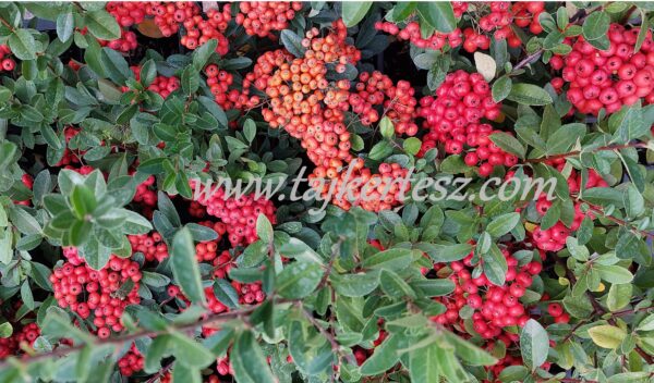 Pyracantha 'Mohave' , Tűztövis piros bogyós - Image 3