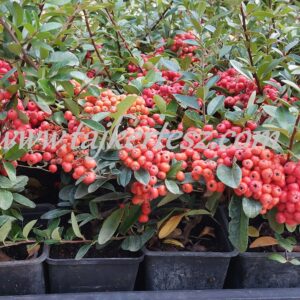 Pyracantha 'Mohave' , Tűztövis piros bogyós