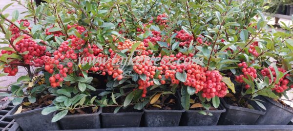 Pyracantha 'Mohave' , Tűztövis piros bogyós
