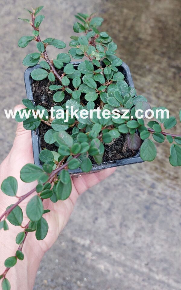 Cotoneaster microphyllus 'Streib'/Apró levelű madárbirs - Image 2