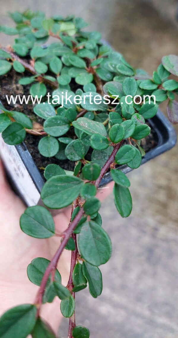 Cotoneaster microphyllus 'Streib'/Apró levelű madárbirs