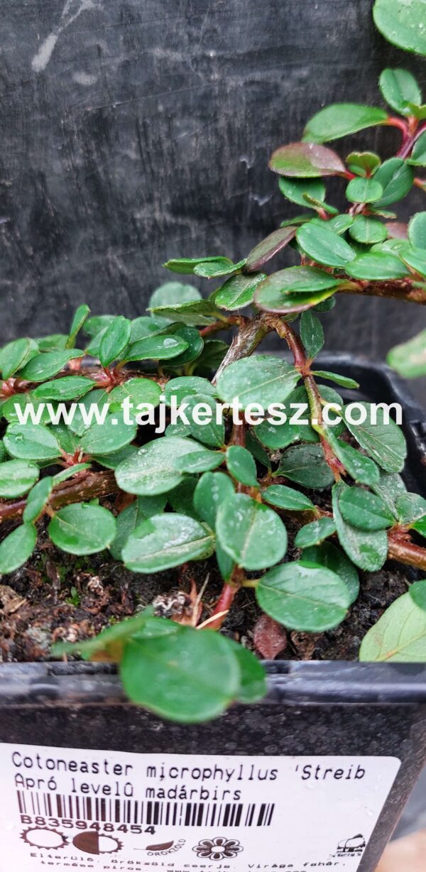 Cotoneaster microphyllus 'Streib'/Apró levelű madárbirs - Image 3