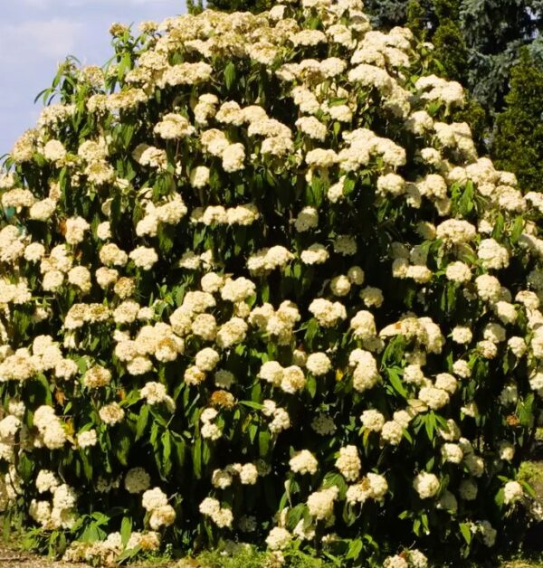 Viburnum rhytidophillum/Ráncoslevelű bangita