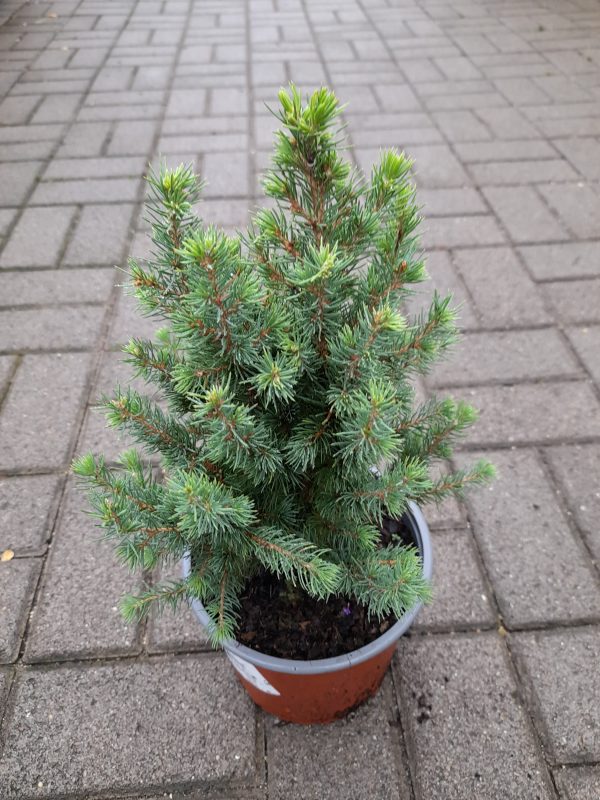 Picea glauca 'Conica' - Cukorsüvegfenyő
