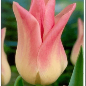Tulipa Elegant Lady / Tulipán Elegant Lady 10 db