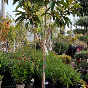 Eriobotrya japonica 'Argelino' - Japán naspolya