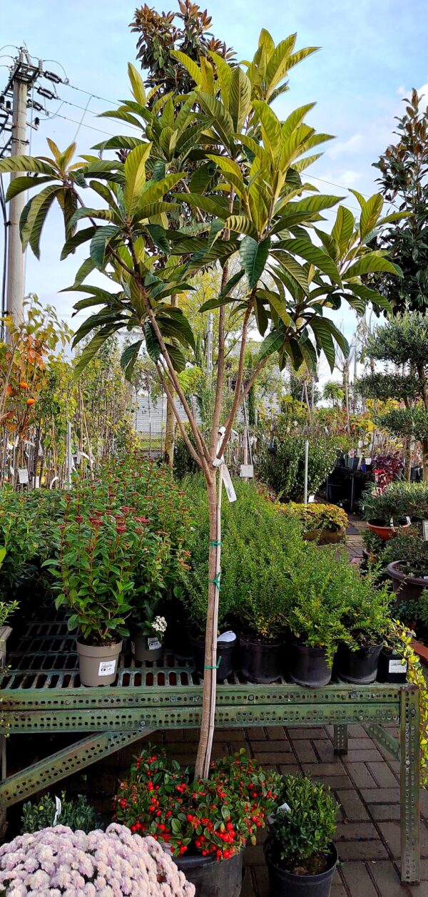 Eriobotrya japonica - Japán naspolya