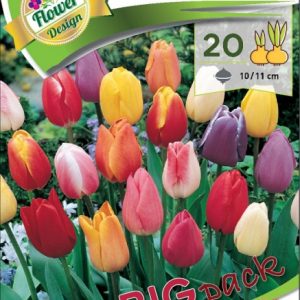 TULIPÁN TRIUMPH 20 db
