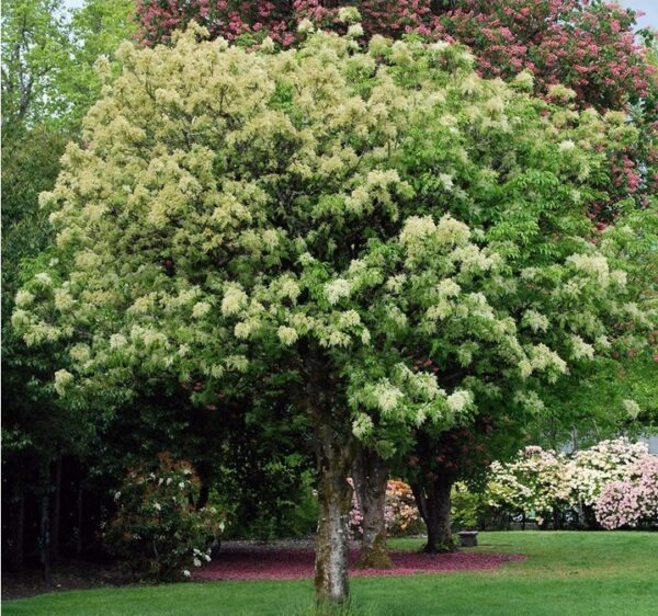Fraxinus ornus / virágos kőris