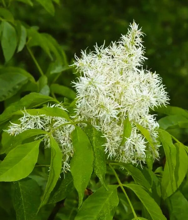 Fraxinus ornus / virágos kőris - Image 2