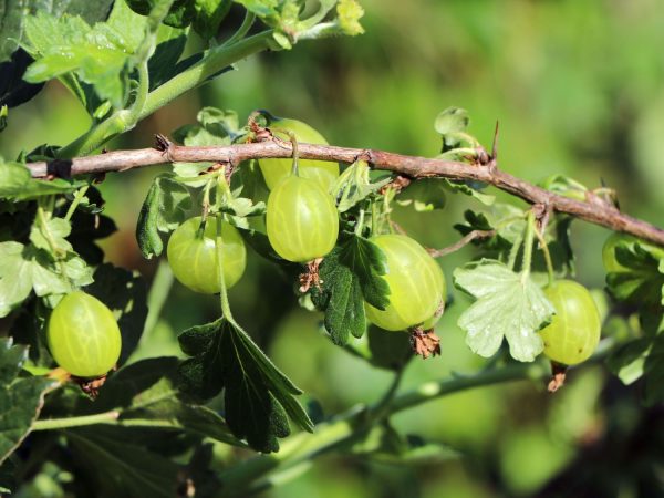 Ribes uva-crispa 'Mucurines' zöld egres