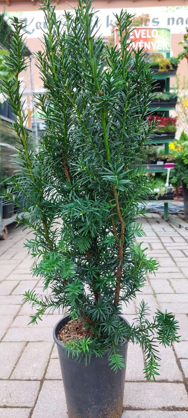 Taxus baccata  – oszlopos tiszafa 60/80cm