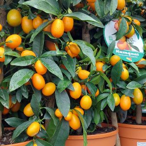 Kumquat/Törpemandarin/Citrus fortunella Margarita
