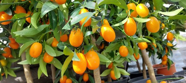 Kumquat/Törpemandarin/Citrus fortunella Margarita