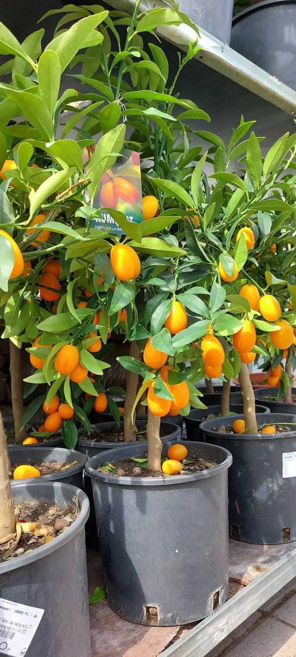 Kumquat/Törpemandarin/Citrus fortunella Margarita - Image 3