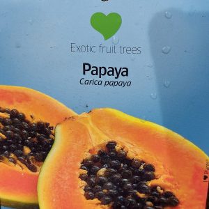 Carica papaya 'Sunnybees' - Papaya