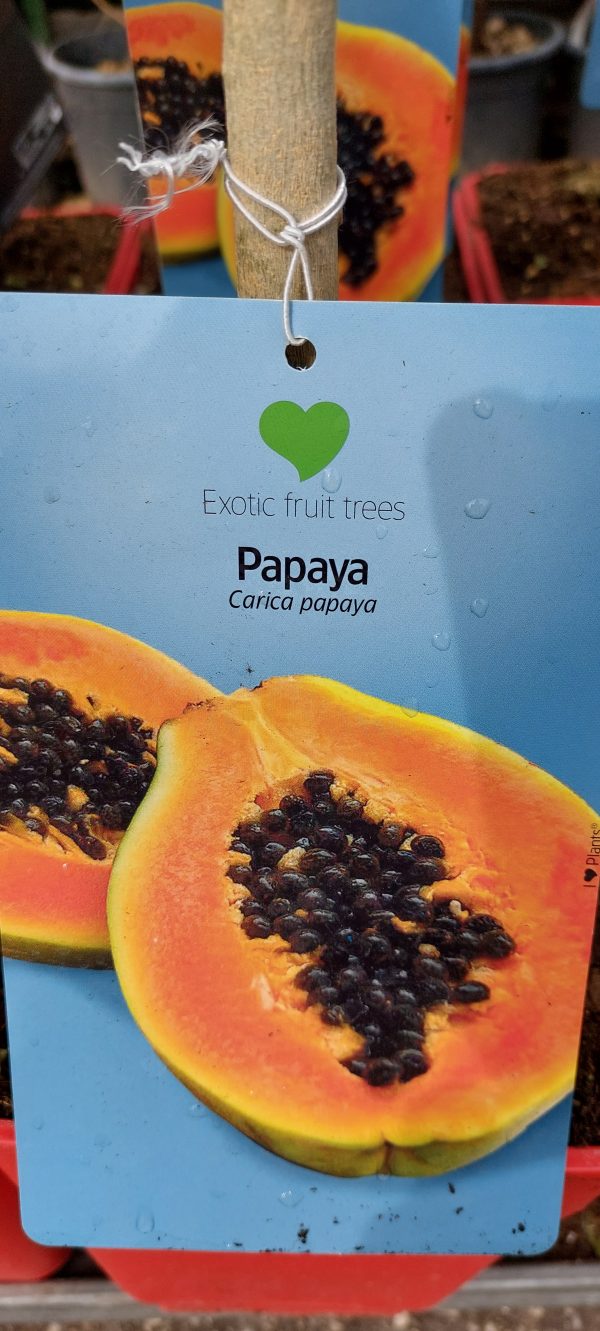 Carica papaya , papaja vagy dinnyefa