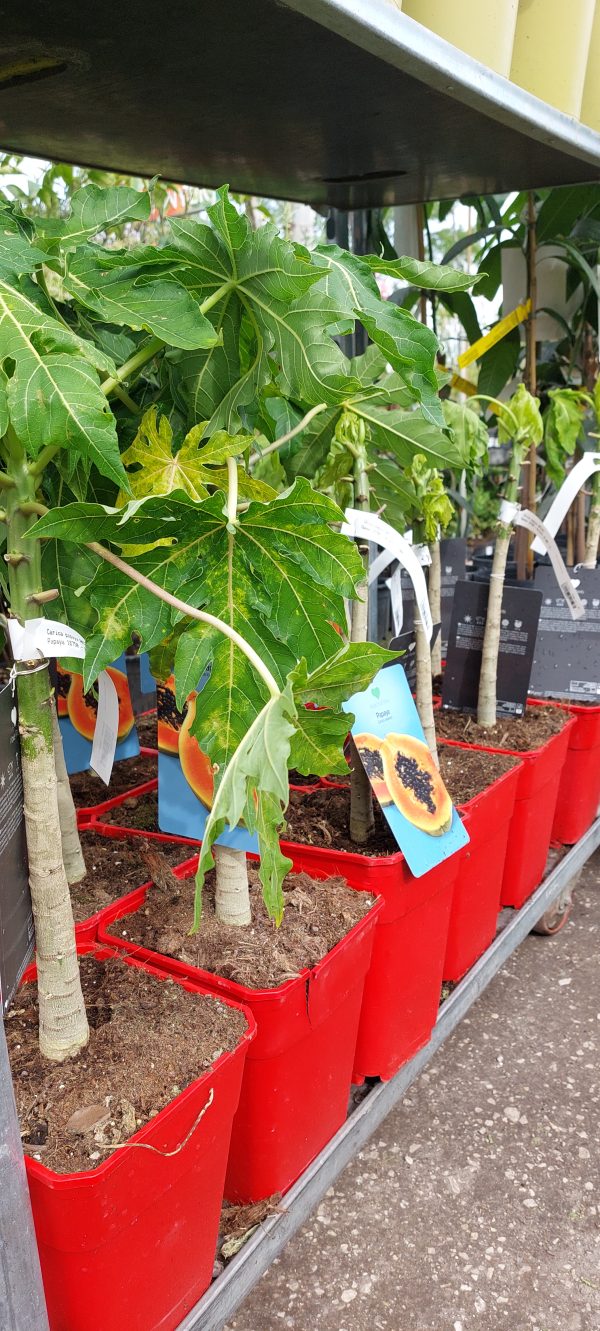 Carica papaya , papaja vagy dinnyefa - Image 3