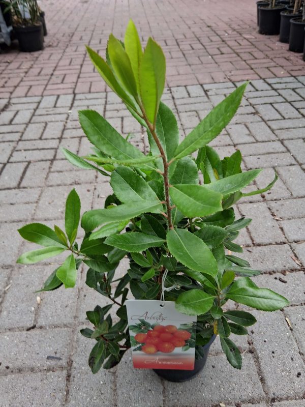 Arbutus unedo - Nyugati szamócafa - Image 5