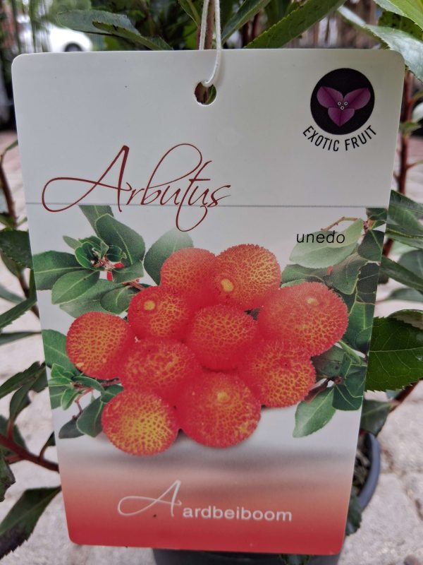 Arbutus unedo - Nyugati szamócafa - Image 6