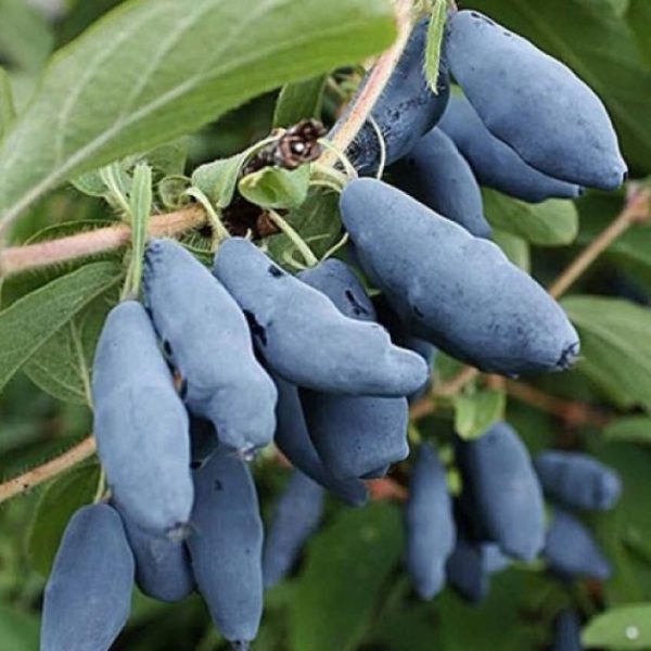Lonicera kamtschatica 'Sinoglaska' - Kamcsatkai mézbogyó
