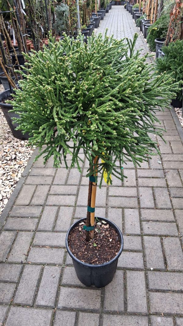 Cryptomeria japonica 'Little Champion'