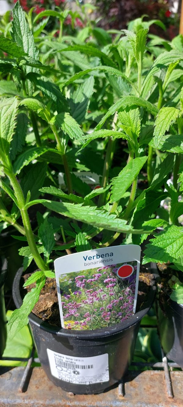 Verbena bonariensis/Ernyős verbéna/Vasfű - Image 2