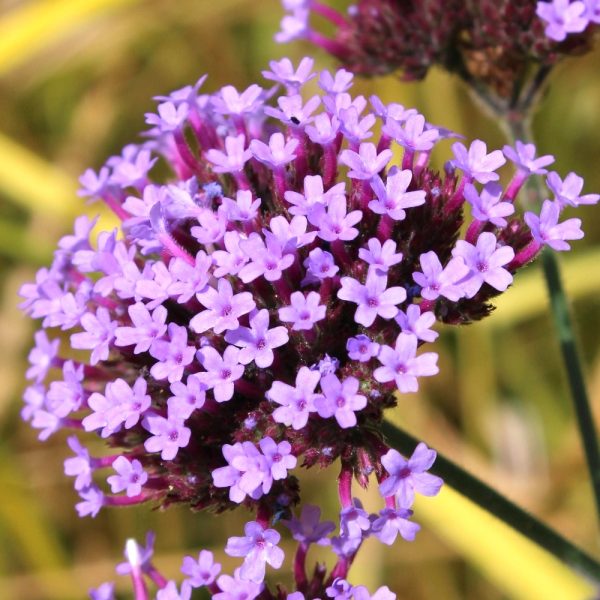 Verbena bonariensis/Ernyős verbéna/Vasfű
