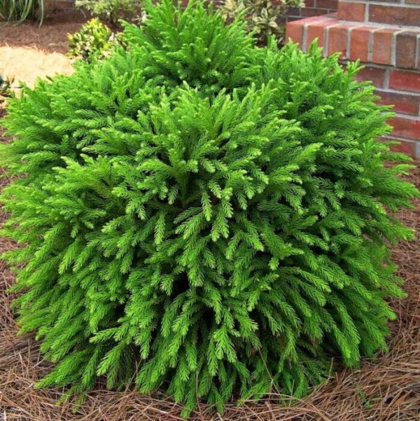 Cryptomeria Japonica 'little champion'/Japánciprus