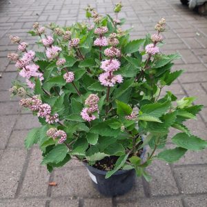 Caryopteris clandonensis 'Stephi' - Kékszakáll