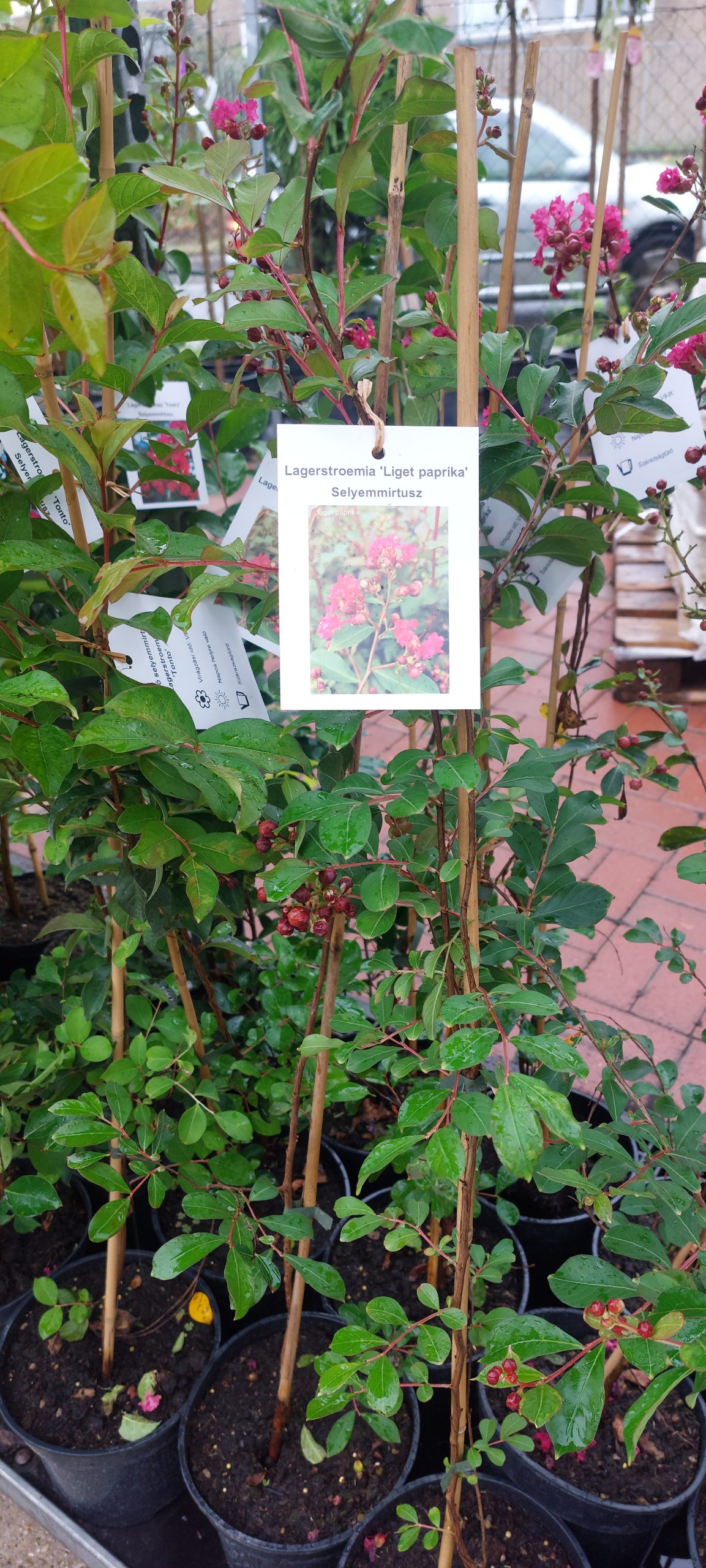 Kínai selyemmirtusz ( "Lagerstroemia Liget Paprika") - Image 2
