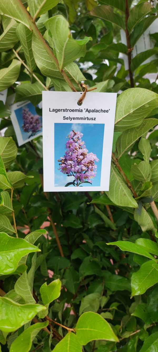 Kínai selyemmirtusz (Lagerstroemia indica 'Apalchee' ) - Image 2