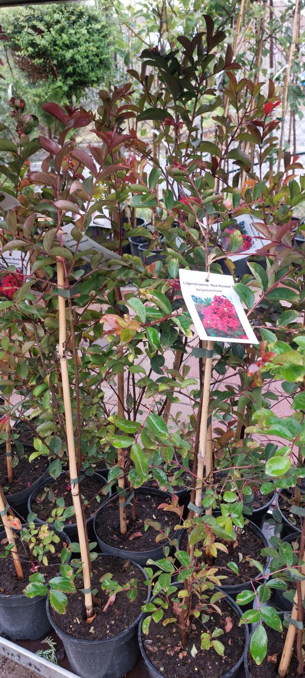 Lagerstroemia 'Red Rocket' - Kínai selyemmirtusz - Image 3