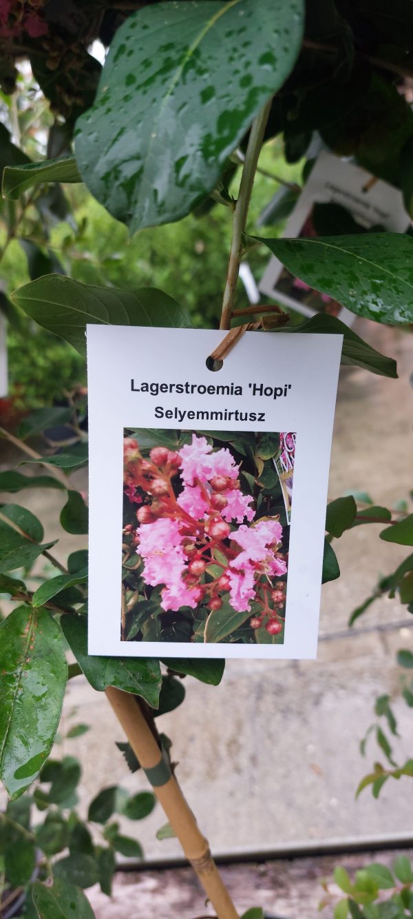 Lagerstroemia 'Hopi' - Kínai selyemmirtusz