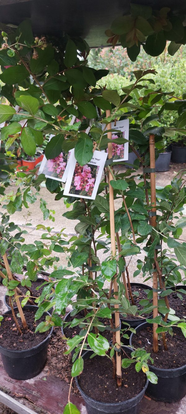 Lagerstroemia 'Hopi' - Kínai selyemmirtusz - Image 4