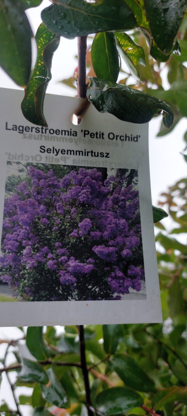 Kínai selyemmirtusz (Lagerstroemia Petite Orchid’) - Image 3
