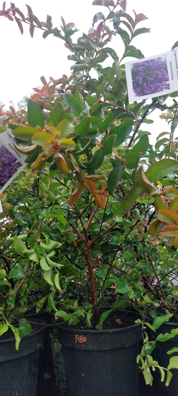 Kínai selyemmirtusz (Lagerstroemia Petite Orchid’) - Image 2