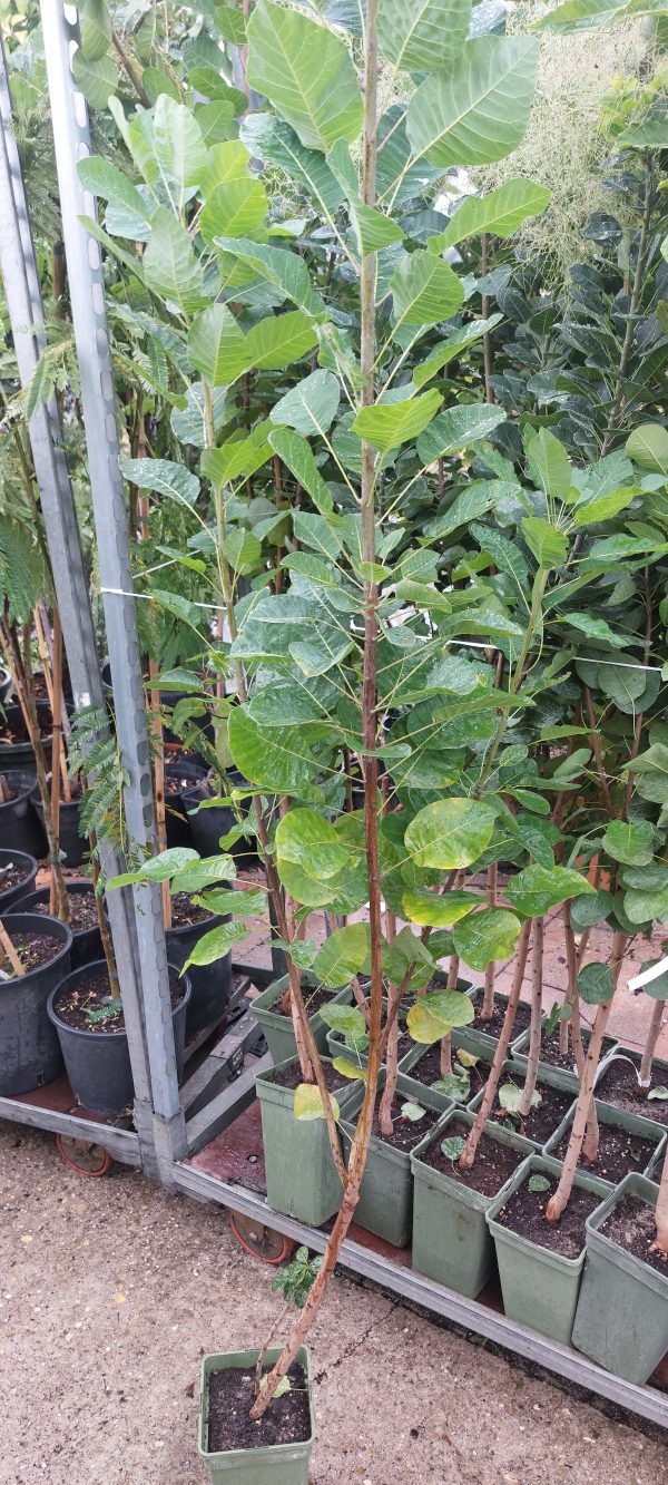 Cotinus coggygria/Cserszömörce