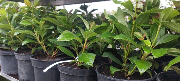 Viburnum davidii/Örökzöld törpe bangita