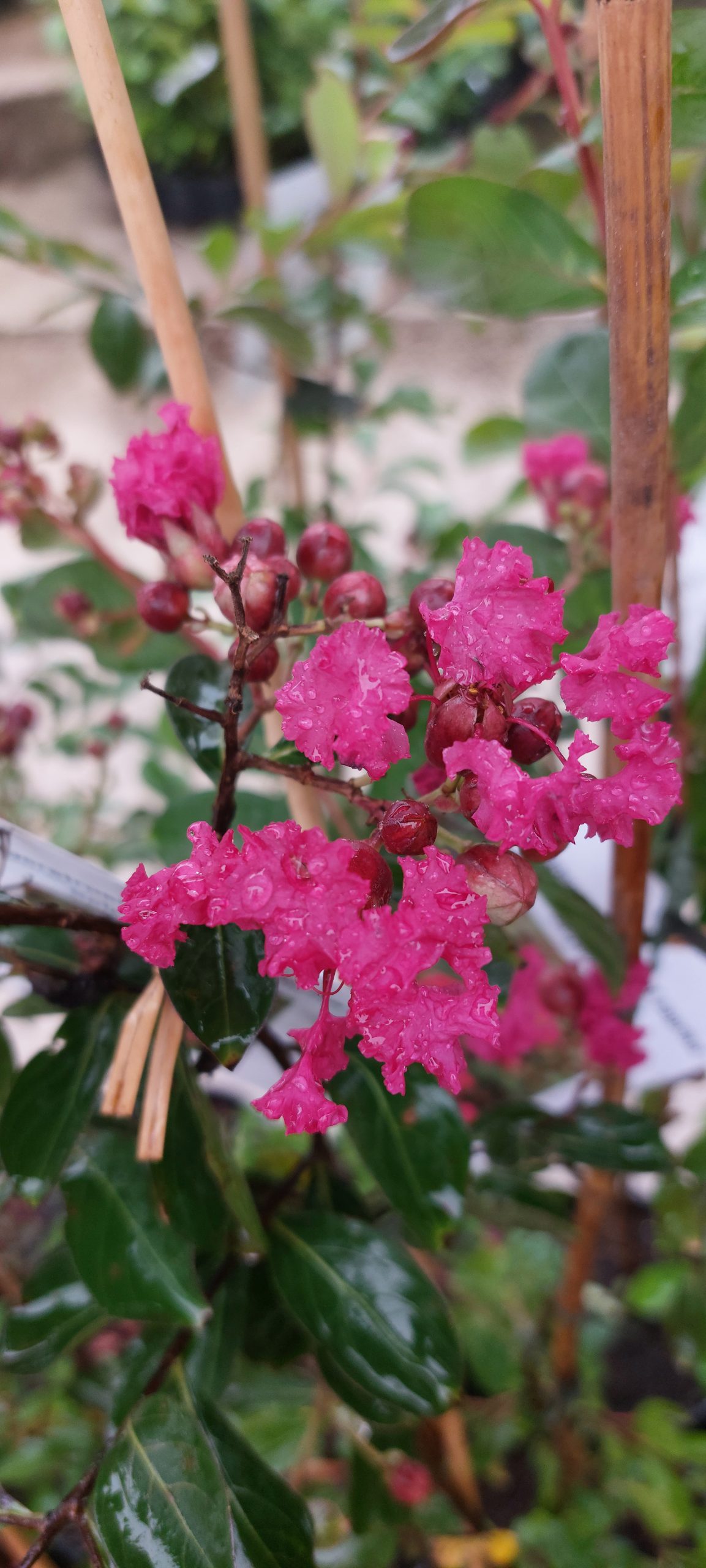 Kínai selyemmirtusz ( "Lagerstroemia Liget Paprika")
