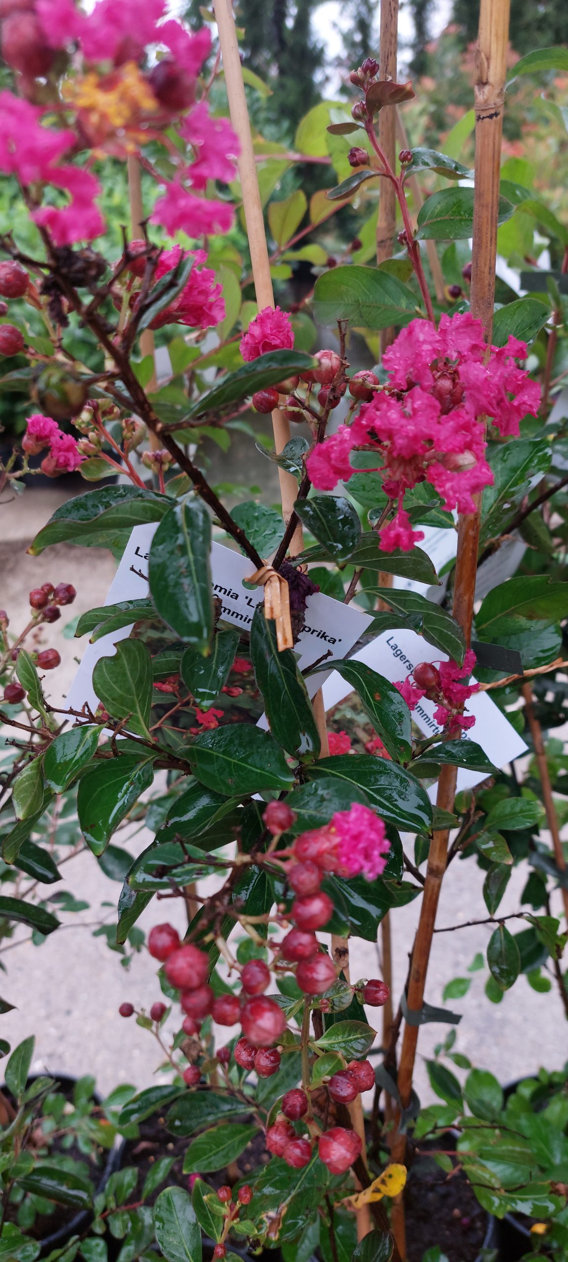 Kínai selyemmirtusz ( "Lagerstroemia Liget Paprika") - Image 3