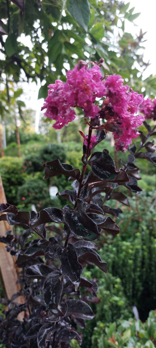 Kínai selyemmirtusz törzses (Lagerstroemia Pink Velour)