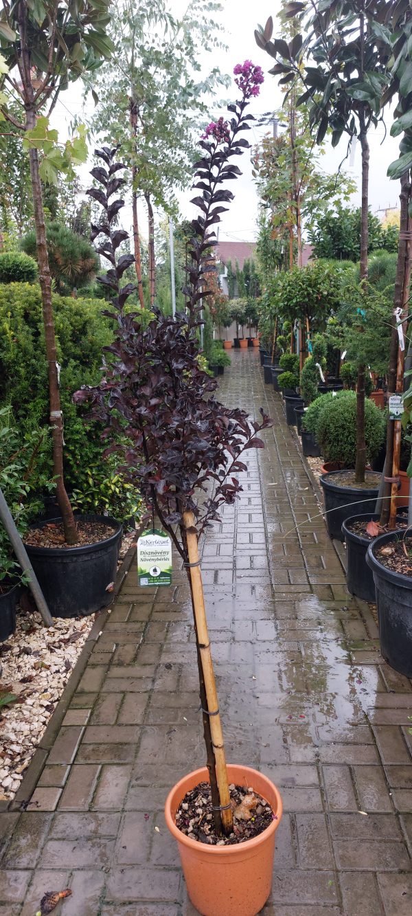Kínai selyemmirtusz törzses (Lagerstroemia Pink Velour) - Image 3