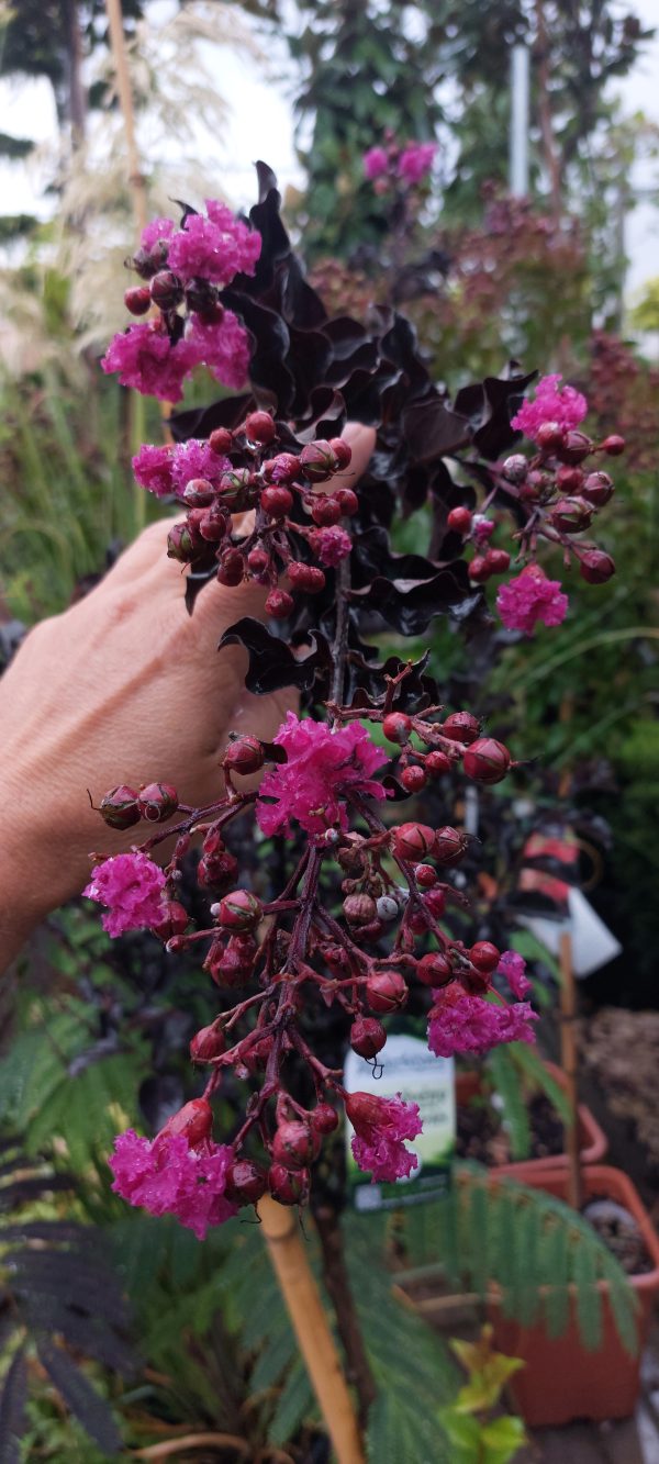 Kínai selyemmirtusz törzses (Lagerstroemia Pink Velour) - Image 4