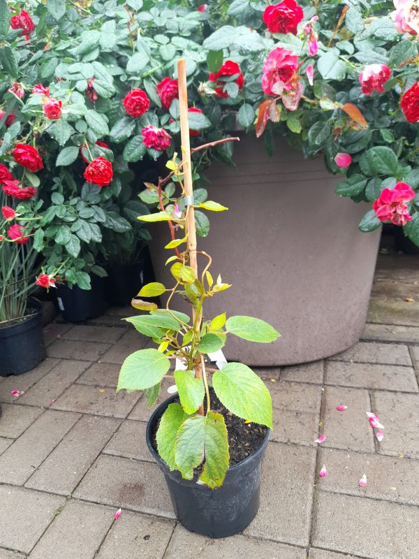 Actinidia deliciosa 'Solo' - Öntermő kivi