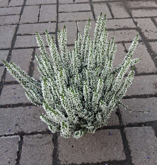 Calluna vulgaris - Csarab - Image 5